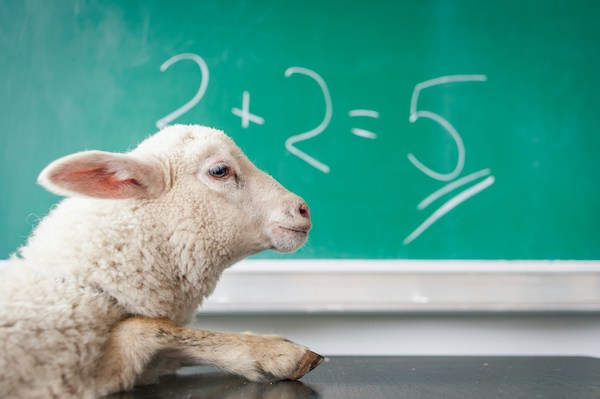 sheep next to a chalkboard that reads 2+2=5