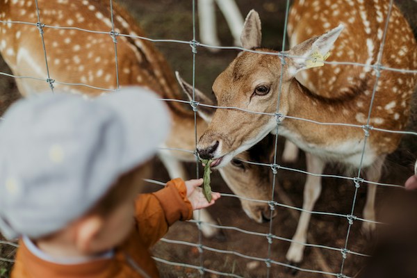 child feeding deer