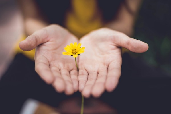 Person holding a small, yellow flower in their palms